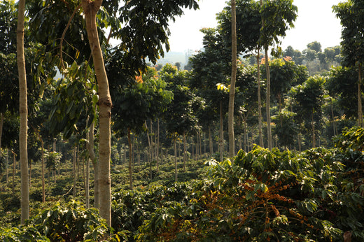 OUR NEW RELEASE - MATILDE, BRAZIL